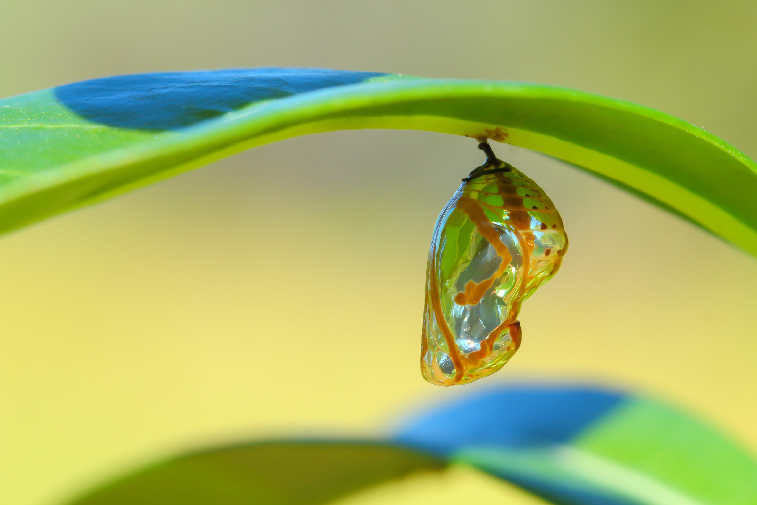 A transparent chrysalis hangs from the underside of a green leaf, showing the developing butterfly inside, with a soft yellow and green blurred background.