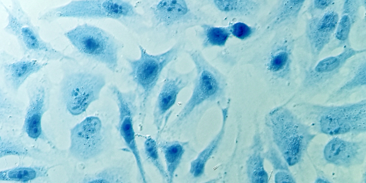 Microscopic view of blue-stained cells showing various oval and elongated shapes clustered together on a light background.