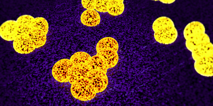Yellow clusters of spherical bacteria are seen on a textured purple background, possibly under a microscope. The image highlights the contrast between the bacteria and their surrounding surface.