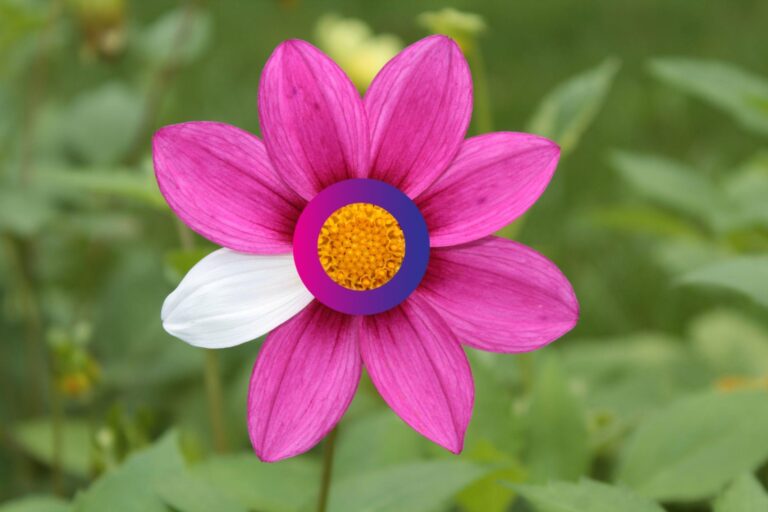 A flower with six pink petals and one white petal, with a yellow and purple centre, set against a blurred green background.