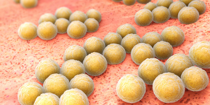 Yellow, spherical bacteria clustered on a pinkish, textured surface, representing a microscopic view of bacterial colonies.