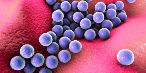 A cluster of round, purple bacteria on a pink, textured surface, possibly representing a close-up view of bacteria infecting human tissue.