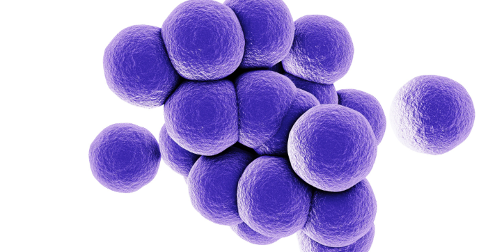 A cluster of round, purple cells, resembling bacteria or microscopic organisms, is shown against a white background.