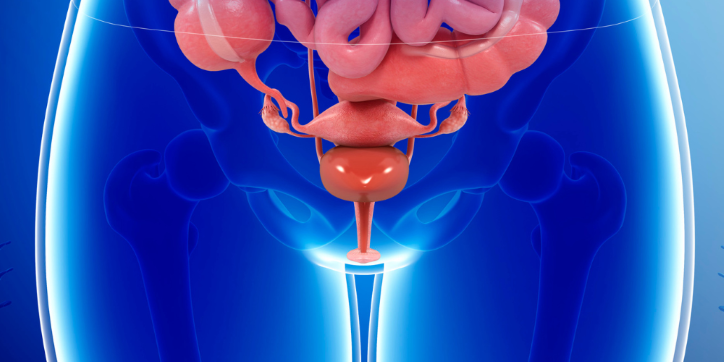 Medical illustration showing the female pelvic region with highlighted internal organs, including the womb, bladder, and intestines. The background features a blue-tinted outline of the lower body and hips.