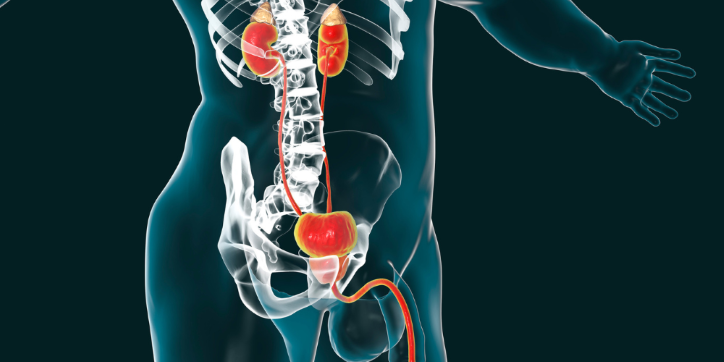 Medical illustration of a human torso showing the kidneys, ureters, bladder, and urethra in red and yellow, overlaid on a transparent body with bones and arms slightly extended.