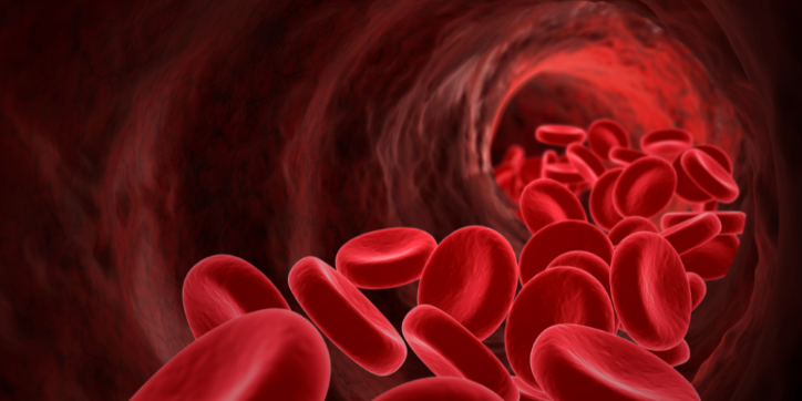 Red blood cells flowing through a blood vessel in a human body, depicted in a detailed, three-dimensional medical illustration.