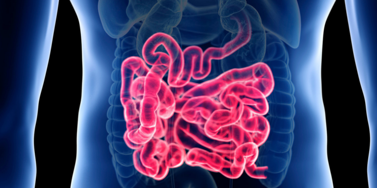 A digital illustration shows the human torso with highlighted red intestines, focussing on the digestive system within a transparent view of the abdomen.