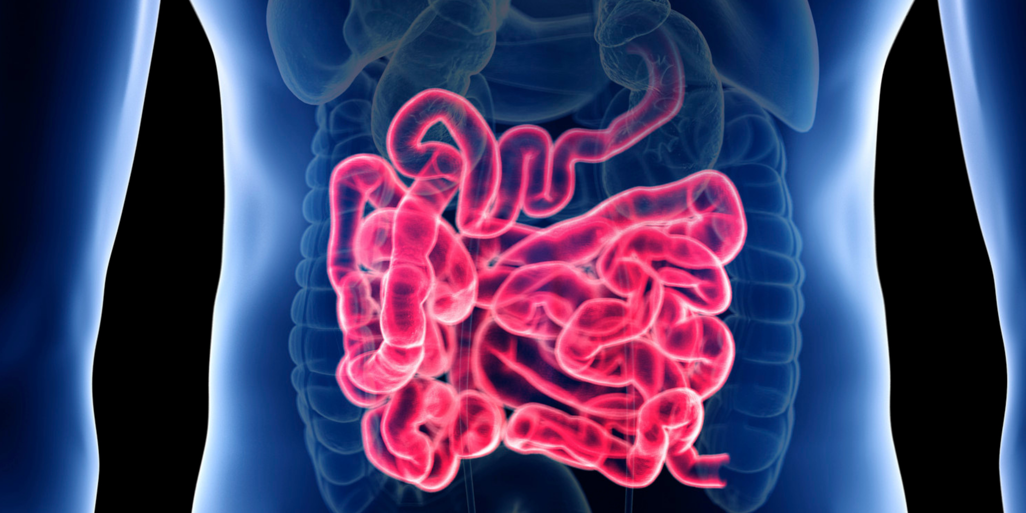 Digital illustration showing a human torso with the small intestine highlighted in pink, set against a blue background, representing the digestive system.
