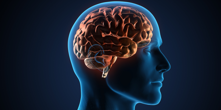 A side view illustration of a transparent human head, showing the brain and inner structures in detail against a dark background.