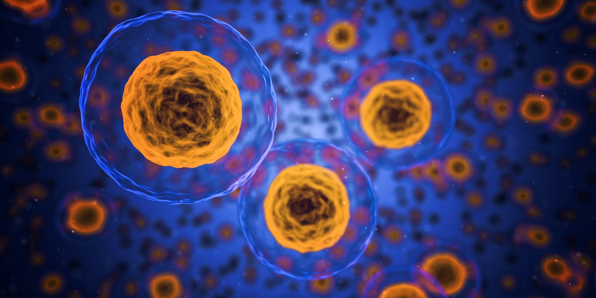 Several orange and blue cells floating against a blue background, representing a microscopic view of biological cells.