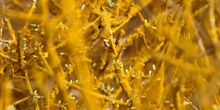 A close-up of tangled yellow, branch-like structures with small green buds, creating an abstract, textured pattern.