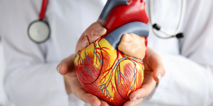 A doctor in a white coat holds a detailed anatomical model of a human heart, with a stethoscope visible around their neck.