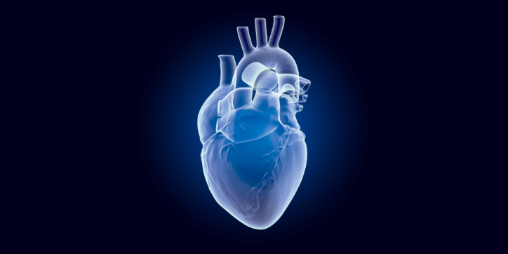 A digital illustration of a human heart, shown in blue tones against a dark background, highlighting its chambers, vessels, and anatomical structure.