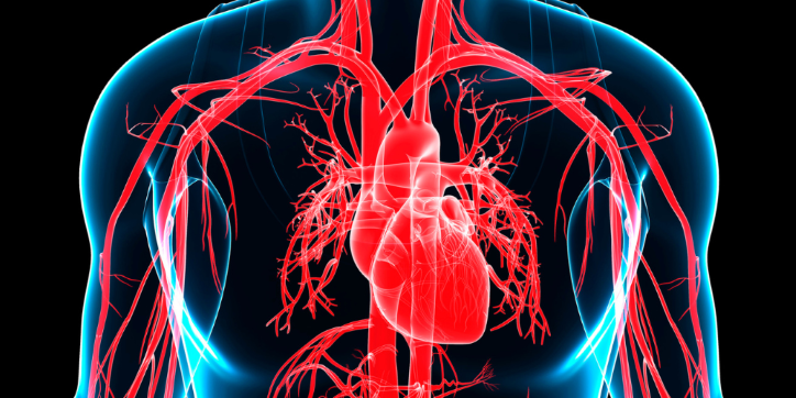 Digital illustration of the human chest showing the heart and major blood vessels in red, highlighting the circulatory system within the upper torso on a dark background.