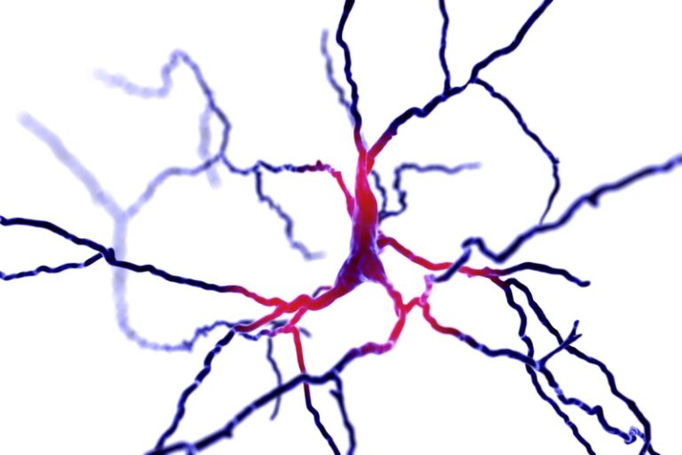 Illustration of a neurone with a central cell body and multiple branching dendrites, shown in blue and red against a white background.