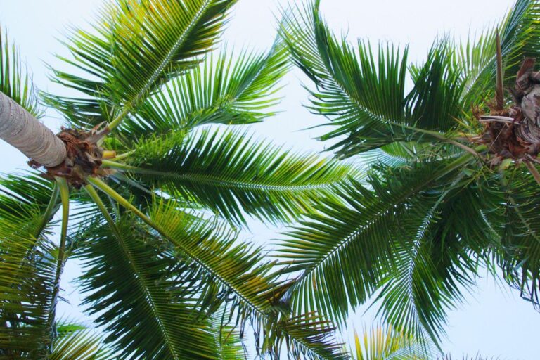 Green palm tree fronds viewed from below against a clear blue sky, with sunlight illuminating the leaves and creating a tropical, relaxed atmosphere.