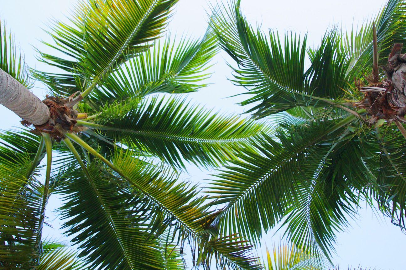 Green palm tree fronds viewed from below against a clear blue sky, with sunlight illuminating the leaves and creating a tropical, relaxed atmosphere.