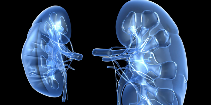 A digital illustration shows two transparent kidneys with visible internal structures and branching blood vessels on a black background.