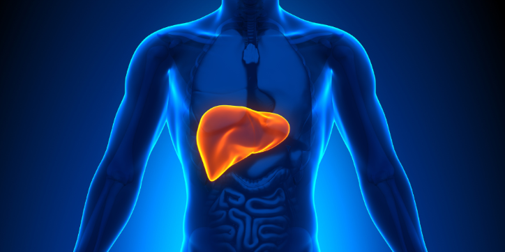 A digital illustration of a human torso highlighting the liver in orange, with the rest of the body shown in blue and internal organs faintly visible in the lower abdomen.