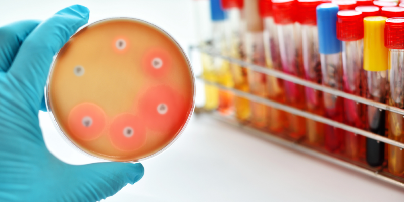 A gloved hand holds a petri dish with bacterial colonies and antibiotic test discs. Colourful test tubes in a rack are in the background.