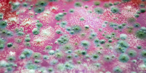 Close-up of green and white mould growing on a red surface, showing fuzzy patches and various spots scattered throughout.