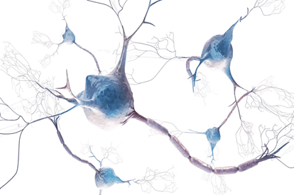 Global Prevalence of Transthyretin Familial Amyloid Polyneuropathy (ATTR-FAP)