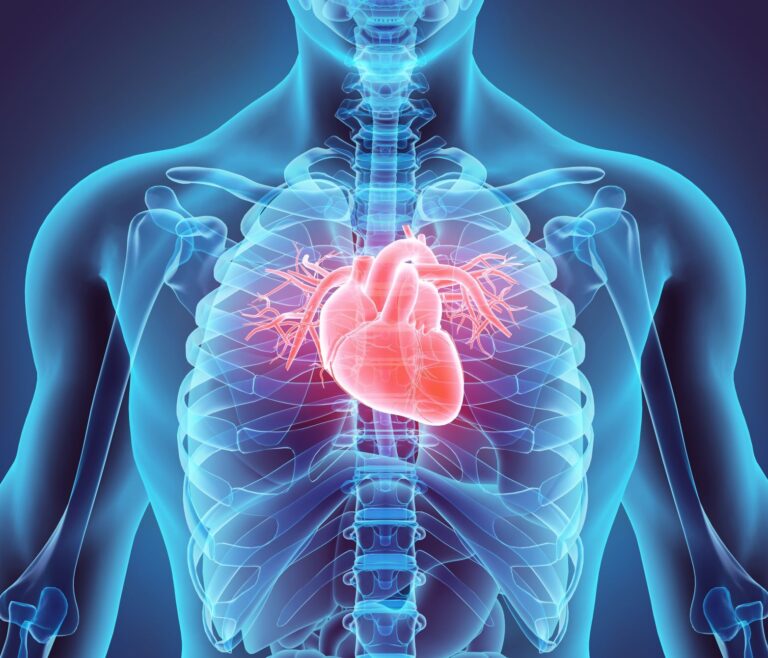 Medical illustration showing a transparent upper body with a highlighted human heart and blood vessels in the chest, emphasising the heart's location and anatomy within the ribcage.