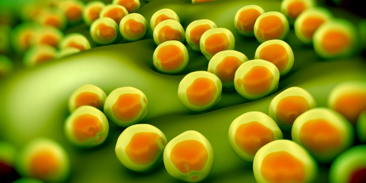 A close-up illustration of many round, yellow-green cells with orange centres, resembling fat cells or bacteria, clustered together on a wavy green surface.