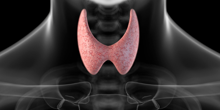 Medical illustration showing the thyroid gland in pink, positioned at the front of the neck, overlaid on a greyscale image of the lower jaw, neck, and clavicles.